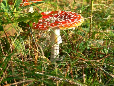 Poisonous toxic color