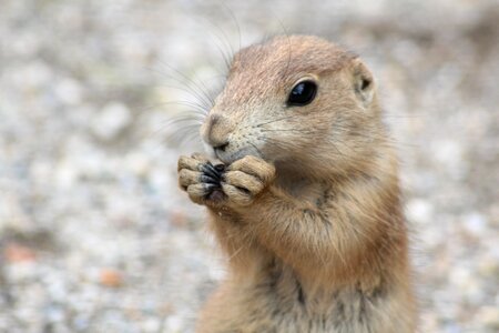 Small animals rodents sweet photo