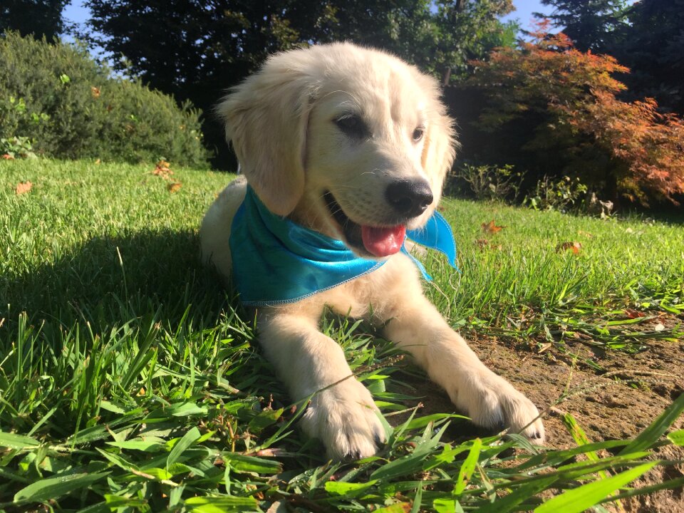 Puppy pet animal