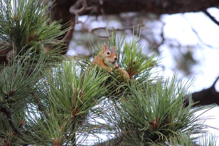 Food cute rodent