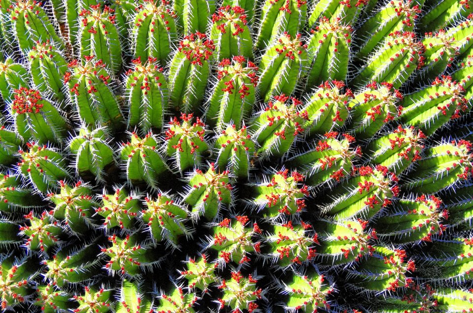 Thorns garden botany