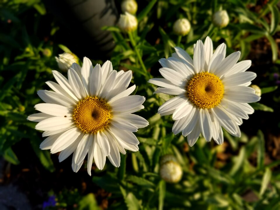 Floral flowers
