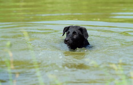 Water pet doggy photo