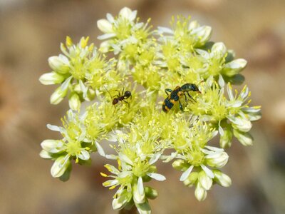 Black and yellow gross floor flower