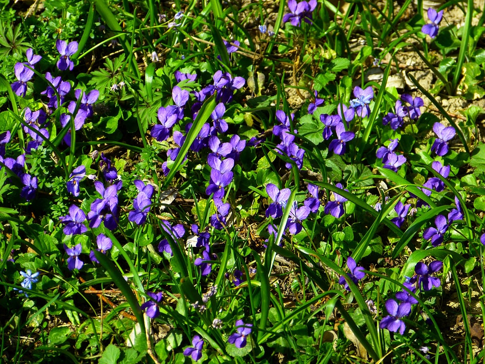 Purple plant flower photo