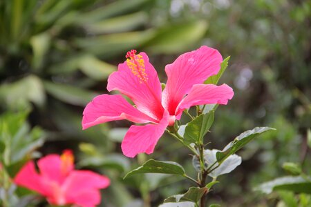 Flower pistil nature