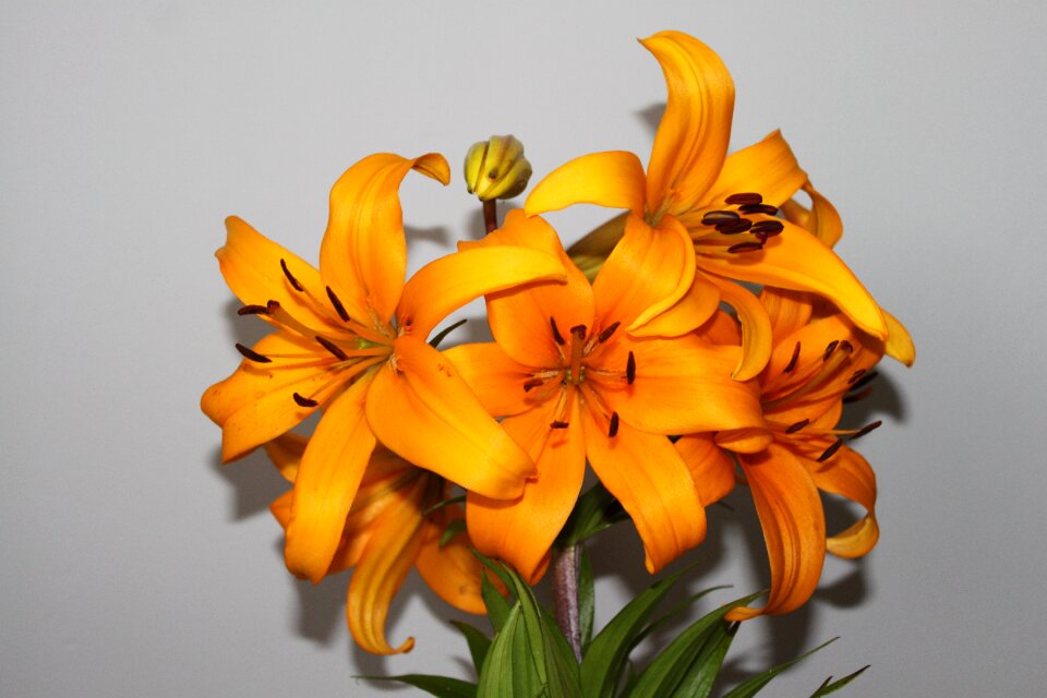 Flower nature orange petals