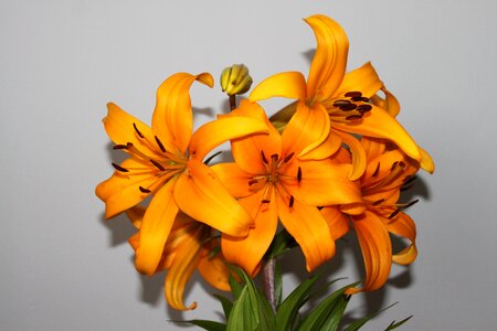 Flower nature orange petals