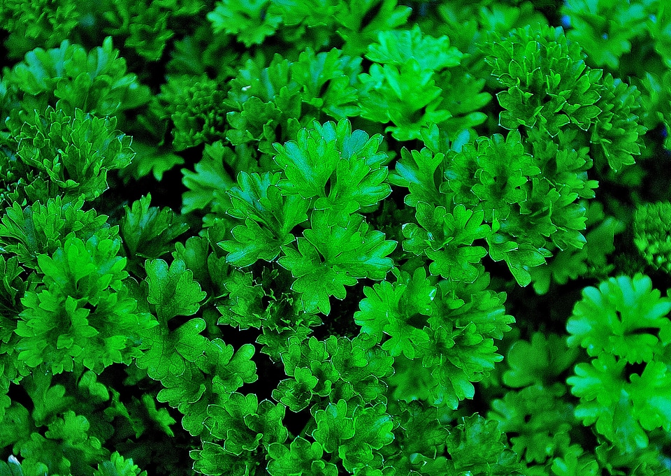 Garden close up eat