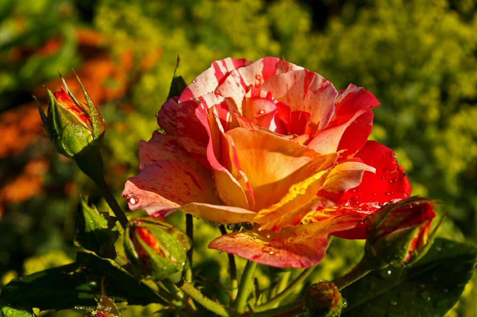 Bloom yellow red rose photo