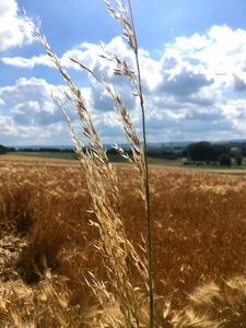 Grain wheat clouds
