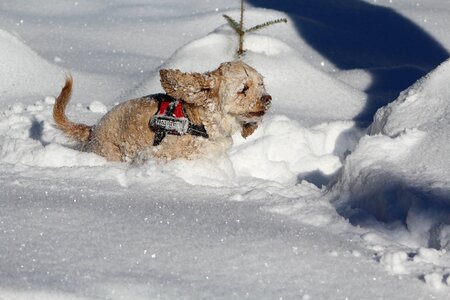 White sweet animal photo