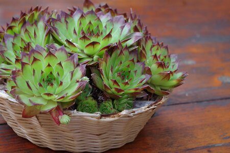 Dining table macro plants
