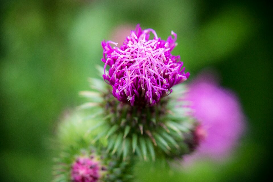 Bloom ring thistle curled thistle
