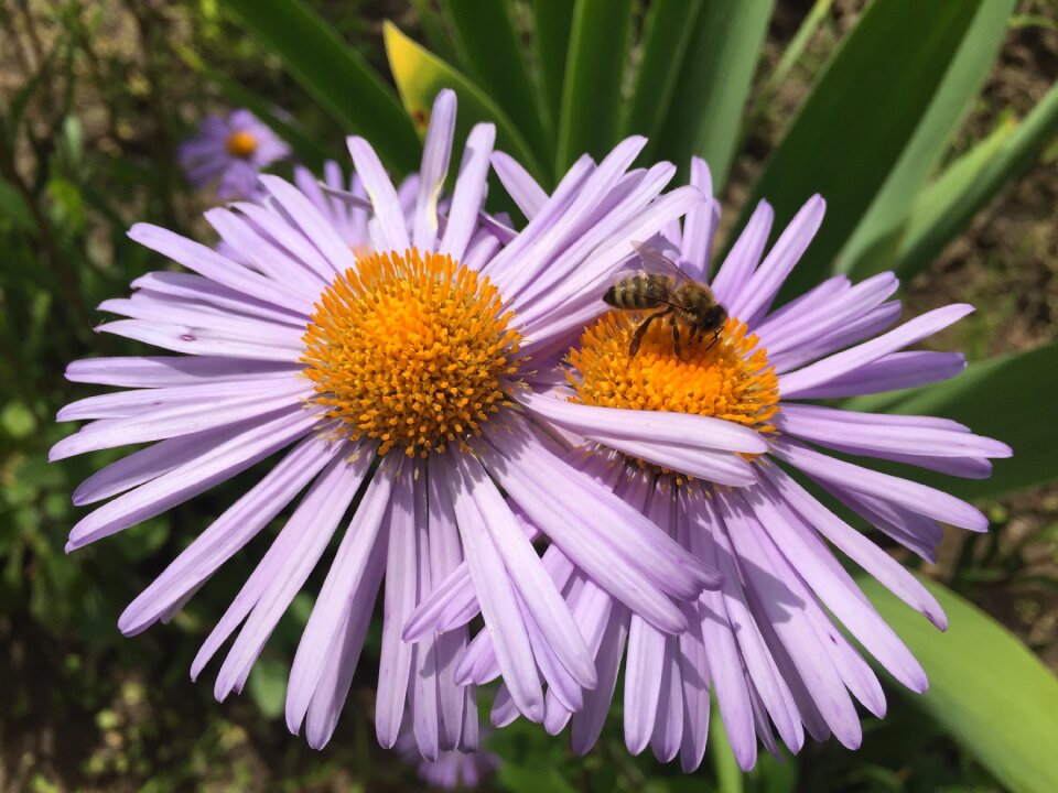 Chamomile flowers garden