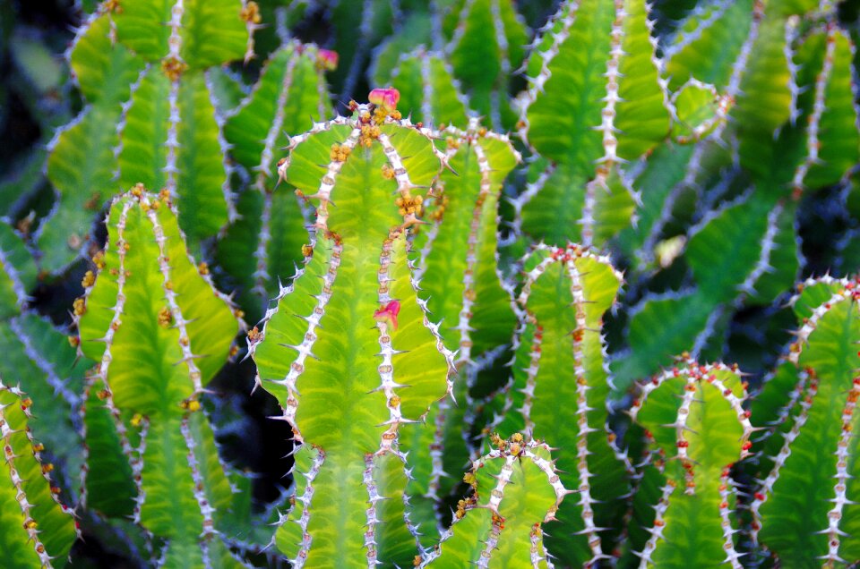 Thorns garden botany