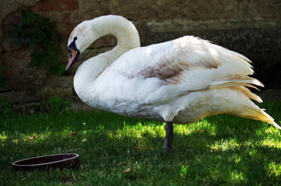 Aqueous feathers beak