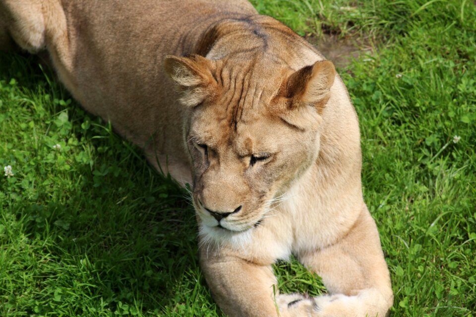 Big cat lion cat