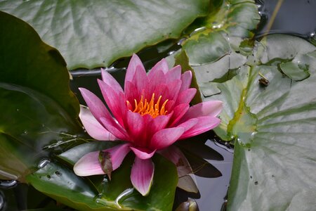 Water petals
