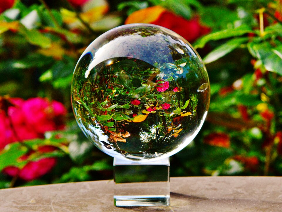 Flowers plant transparent