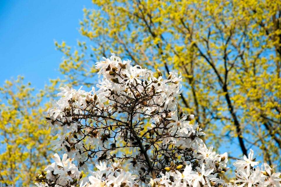 Green plant bloom