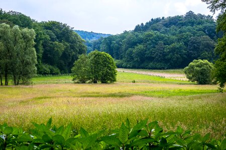 Tree landscape mountains photo