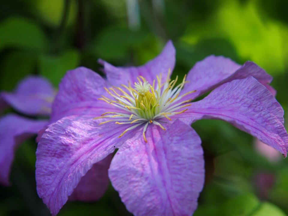Blossom bloom climber plant