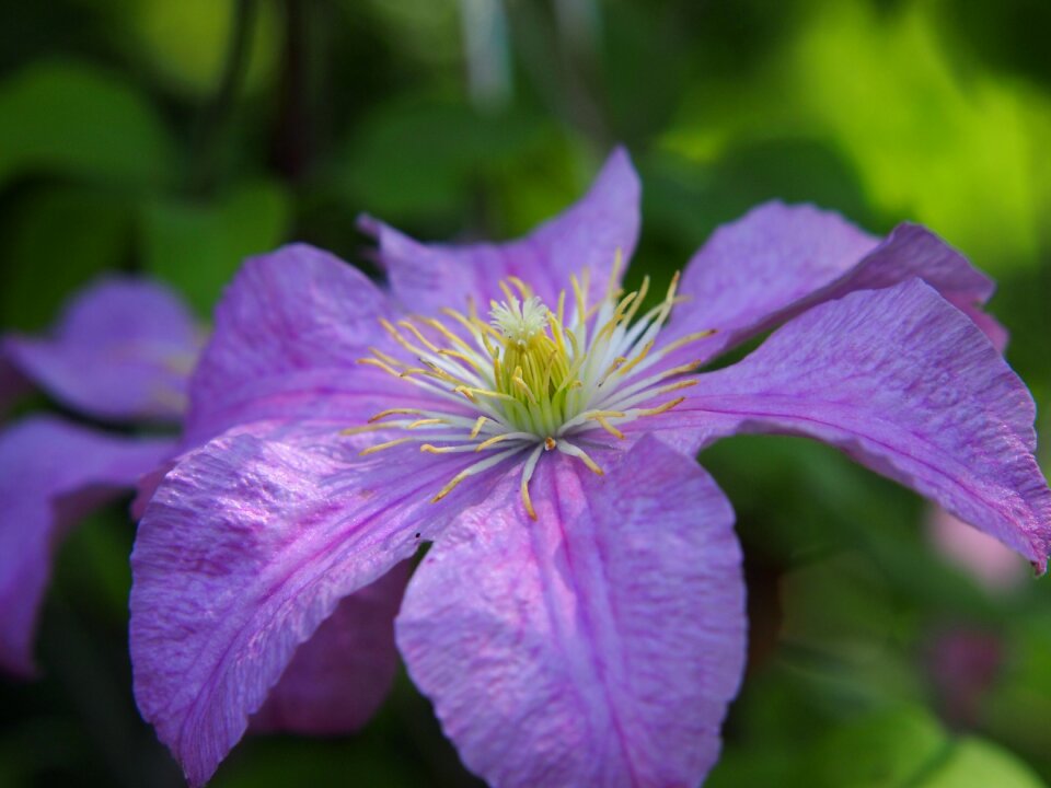 Blossom bloom climber plant photo