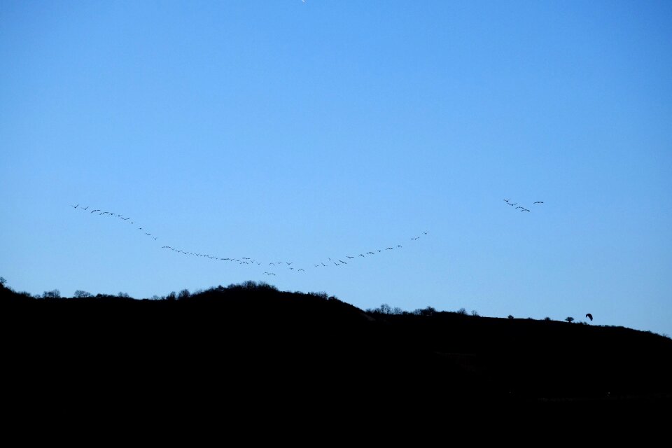 Sky migratory birds swarm