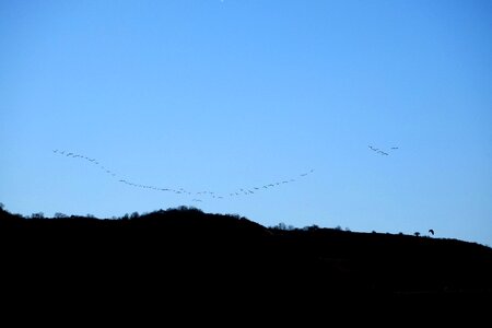 Sky migratory birds swarm photo