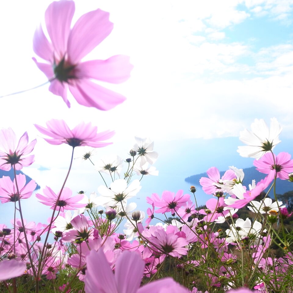 Small fresh the universe landscape