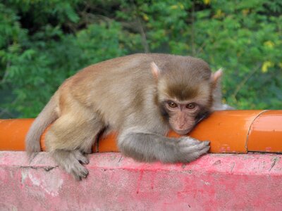 Animal fauna primates