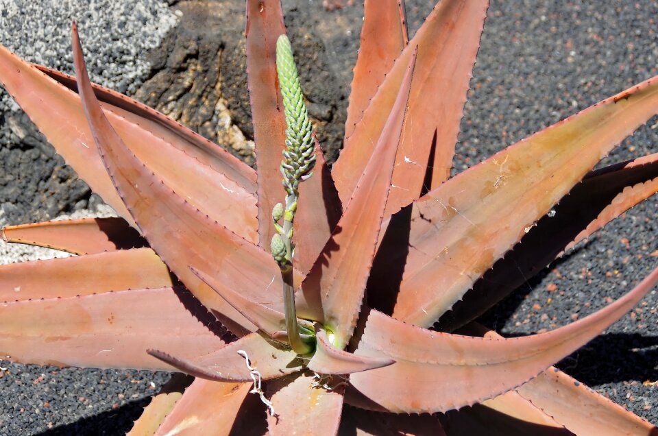 Thorns quills orange