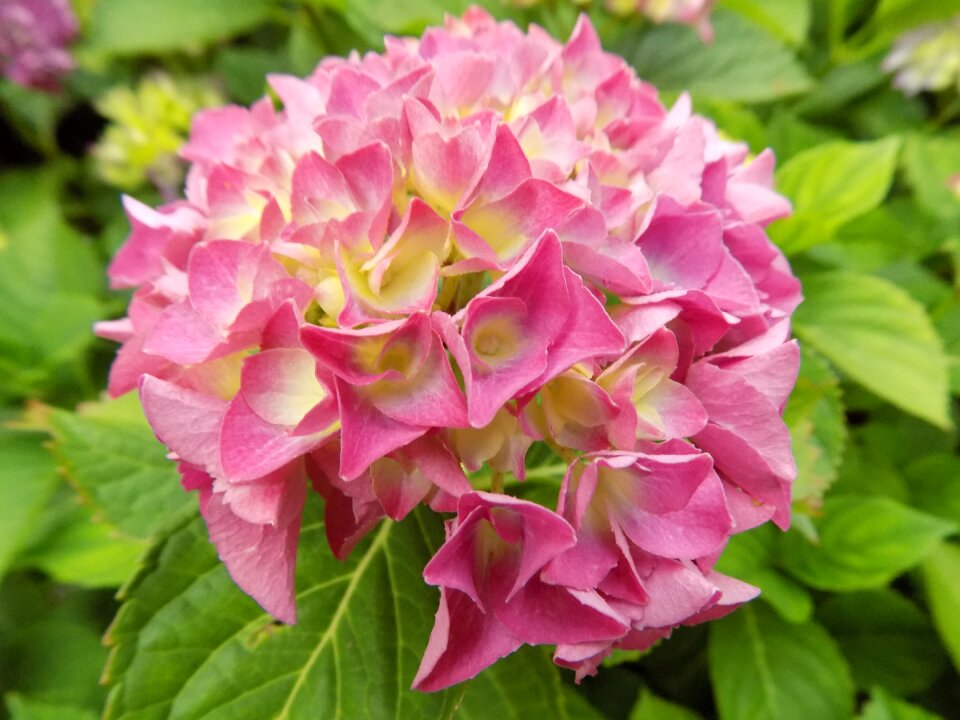 Pink plant garden