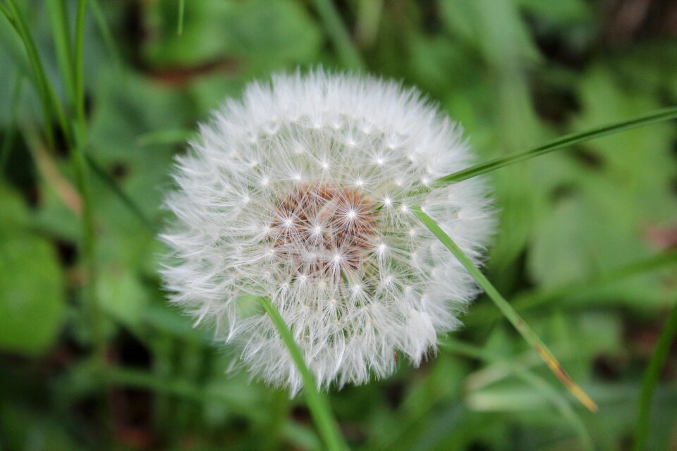 Nature spring summer