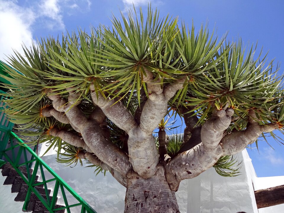 Tree dragon plant fossil plant