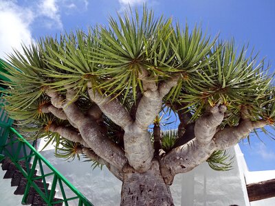 Tree dragon plant fossil plant