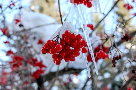 Cold blue snow photo