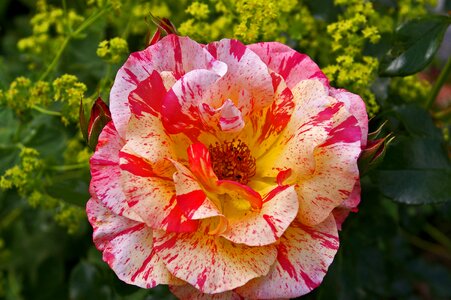 Bloom yellow red rose