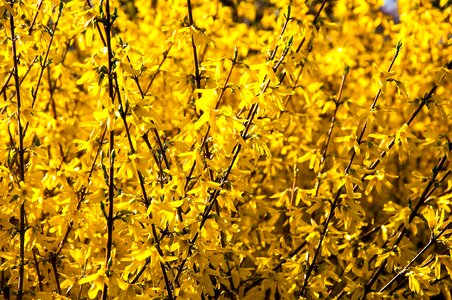 Bush flora yellow photo