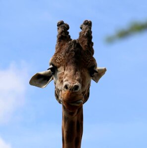 Giraffe beauval animal