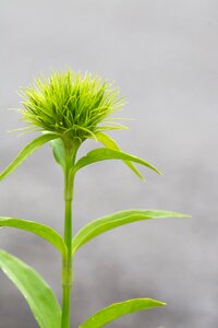 Ornamental plant garden flower