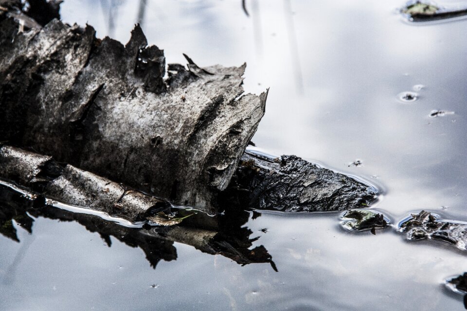 Bark nature water