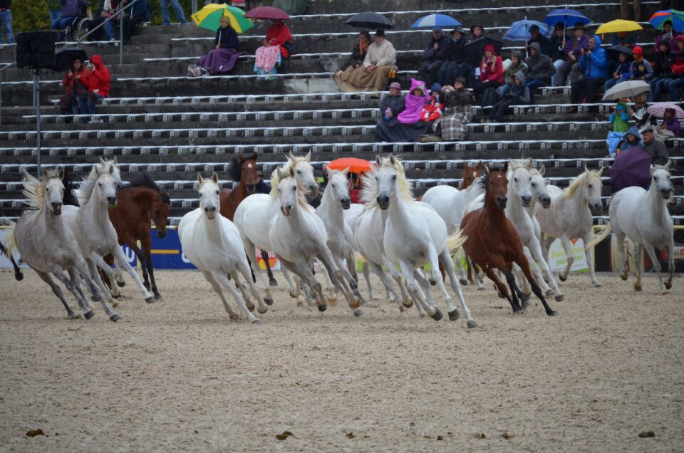 Mold thoroughbred arabian arabs