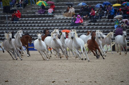 Mold thoroughbred arabian arabs