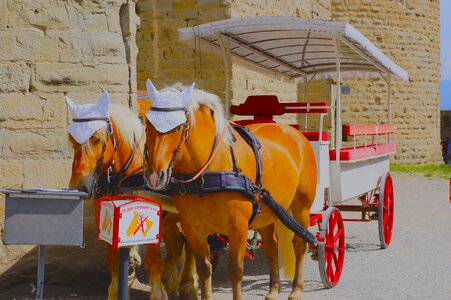 Horse cart animals old