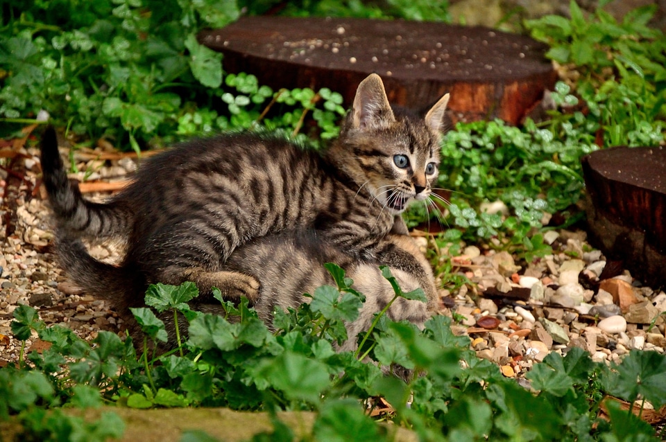 Feline animals animal