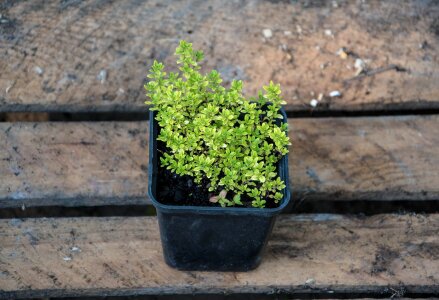 Plants nature plant