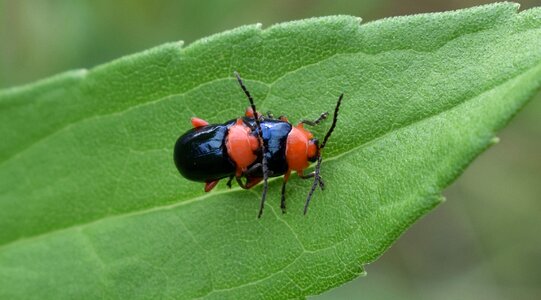 Bug insects flying insect