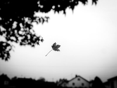 Leaves tree nature